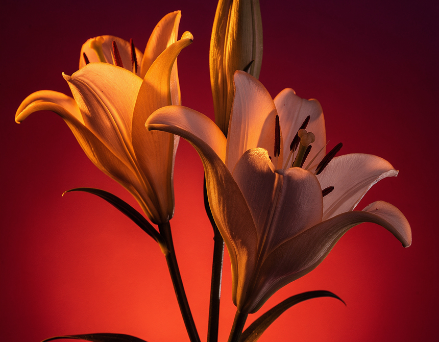 Two pale lilies in warm light against a deep red backdrop.